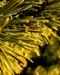 Close-up of yellow leaf