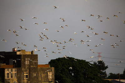 Low angle view of birds flying in sky