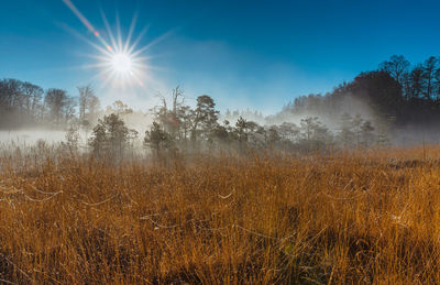 Scenic view of field against bright sun