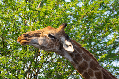 Low angle view of giraffe against trees