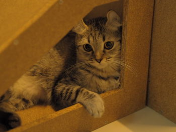 Close-up portrait of cat