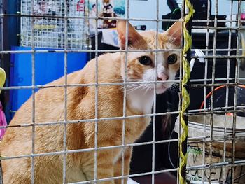 Close-up of a cat in cage