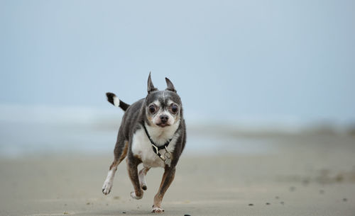 Close-up portrait of dog running at beach