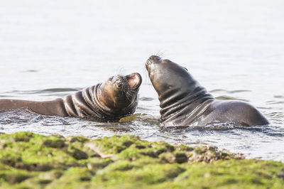 Close-up of seal