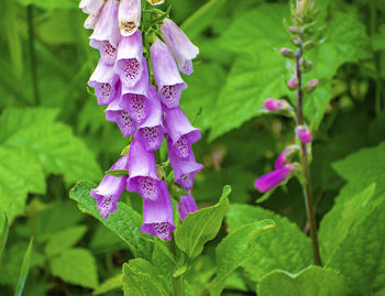 Close-up of pink flowering plant
