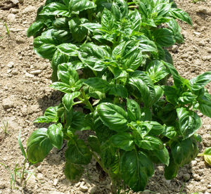 High angle view of fresh green plants in field