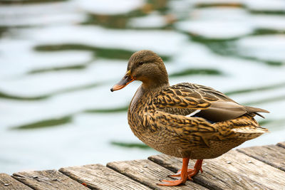 Close-up of duck perching outdoors