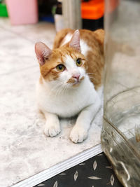 Portrait of cat sitting on floor