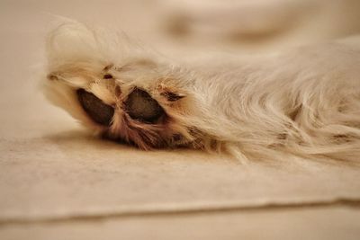 Close-up of a dog sleeping at home