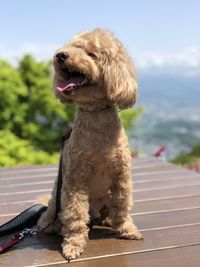 Dog looking away while sitting outdoors