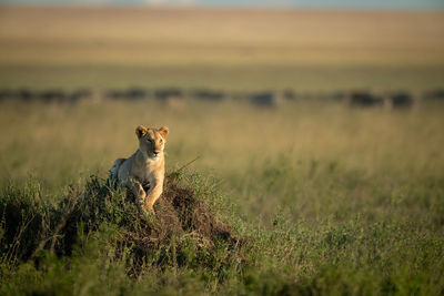 Lioness lies on grassy mound lifting head