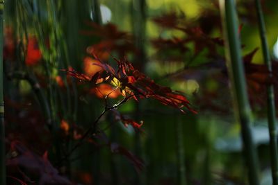 Close up of red flower