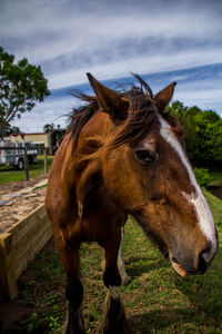 Close-up of horse on field against sky