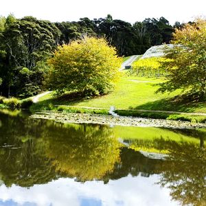 Reflection of trees in pond