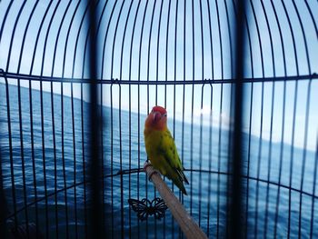 Close-up of parrot in cage