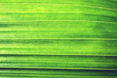 Full frame shot of palm leaves