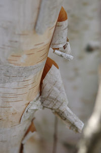 Close-up of birch tree trunk 