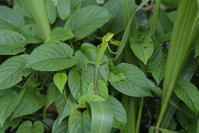 Full frame shot of fresh green leaves