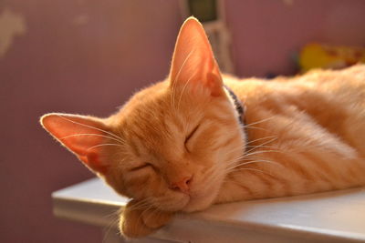 Close-up of ginger cat sleeping