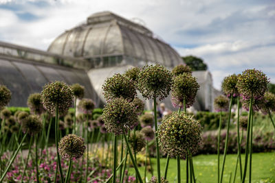 View of flowering plants against cloudy sky