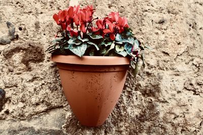 Close-up of potted plant against wall