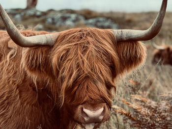 Highland cow