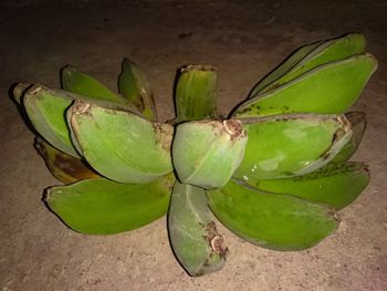 High angle view of succulent plant leaves