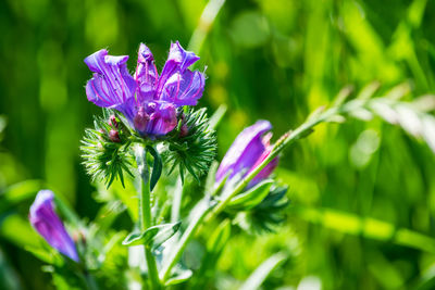 Close-up of purple flowering plant