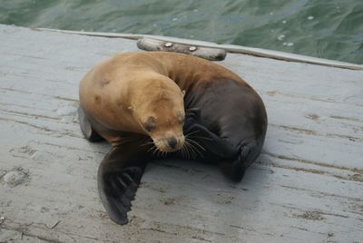 High angle view of baby seal relaxing on wood deck