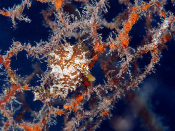 Close-up of fish underwater