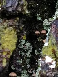 Close-up of lichen on tree