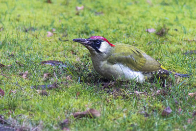 Close-up of bird perching on field