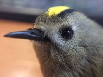 Close-up of bird