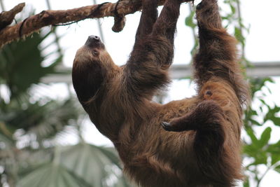 Low angle view of monkey on tree