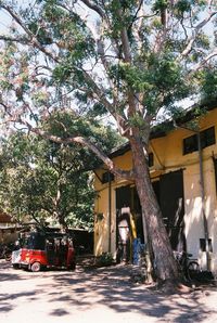 Trees in front of building