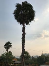 Low angle view of palm trees against sky