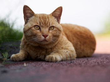 Close-up of stray ginger cat on footpath