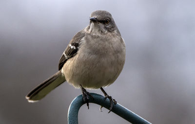 Mockingbird on a high perch