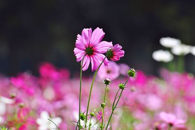 Close-up of pink cosmos flowers blooming outdoors