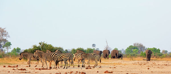 View of zebras on field against sky