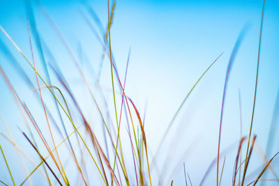 Close-up of wheat growing on field