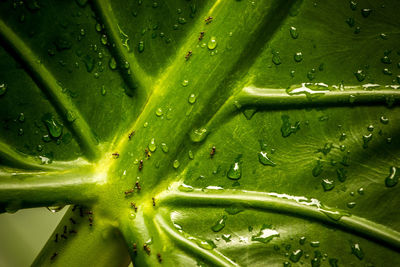 Close-up of water drops on leaf