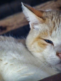 Close-up of a cat looking away