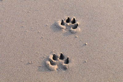 High angle view of paw prints on sand