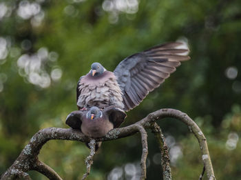 View of bird flying