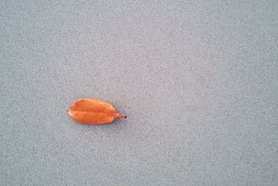 Close-up of orange leaf at beach