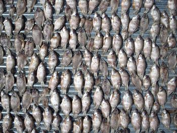 Full frame shot of fish for sale in market