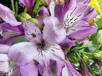 Close-up of purple flowers blooming outdoors
