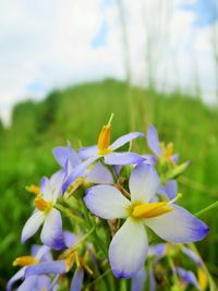 Close-up of flowers blooming in field