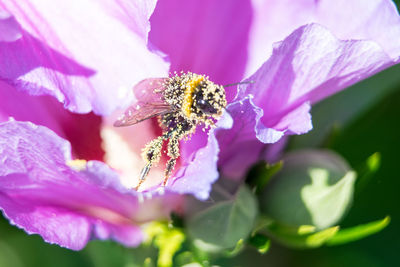 Close-up of bee pollinating on pink flower